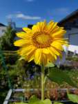 Sunflower in Germany