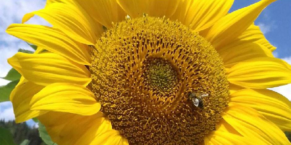 Sunflower in Austria