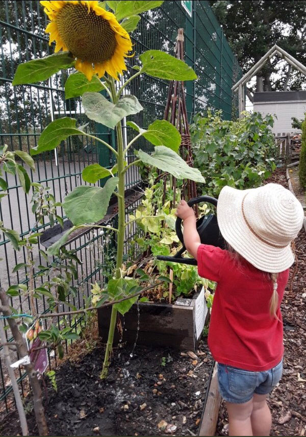 Watering a sunflower