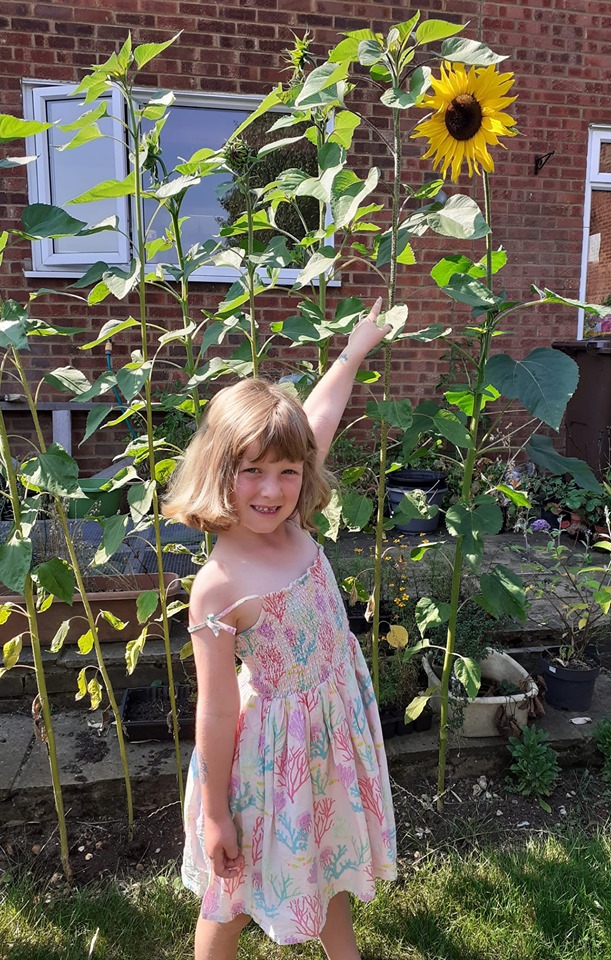 Sunflowers grown in Harpenden during The Big Sunflower Project 2019.