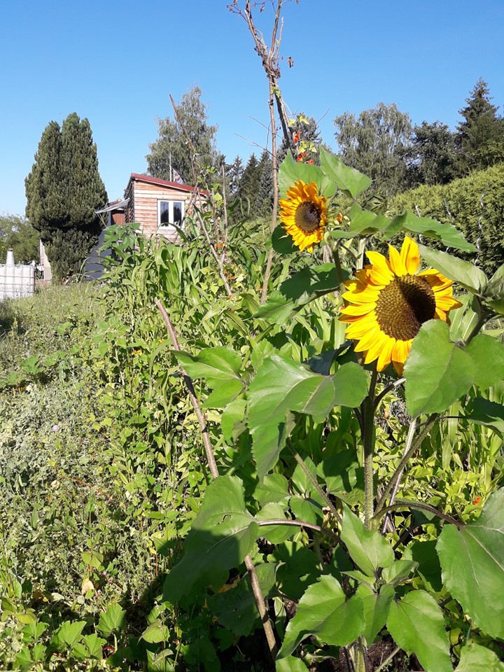 Sunflowers grown in Germany during The Big Sunflower Project 2019.