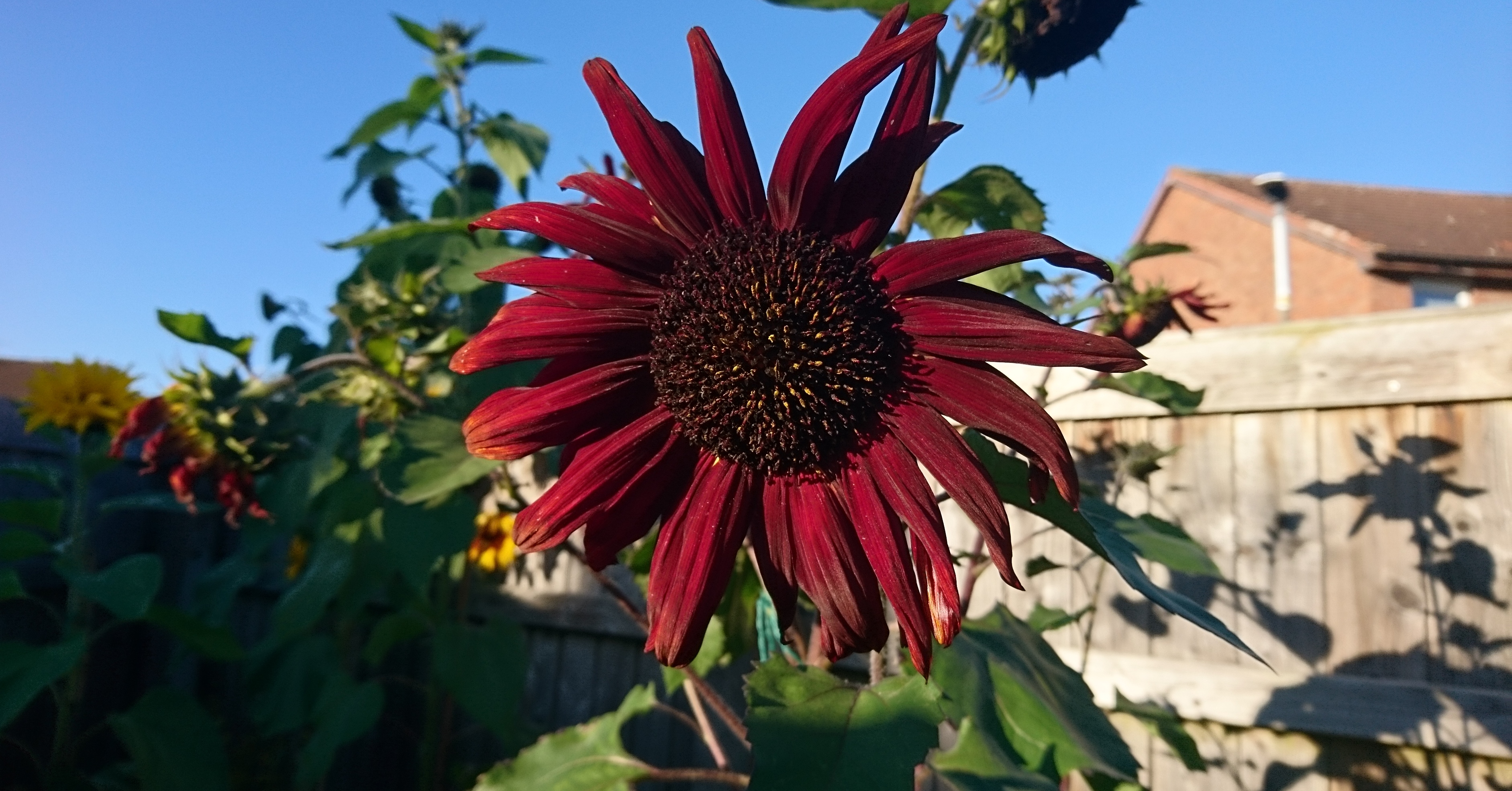 Sunflower grown in Chester during The Big Sunflower Project 2019.