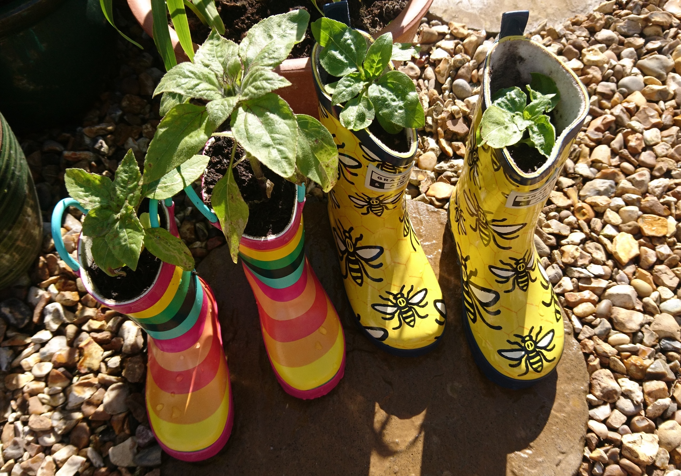 Dwarf sunflowers planted in wellington boots.