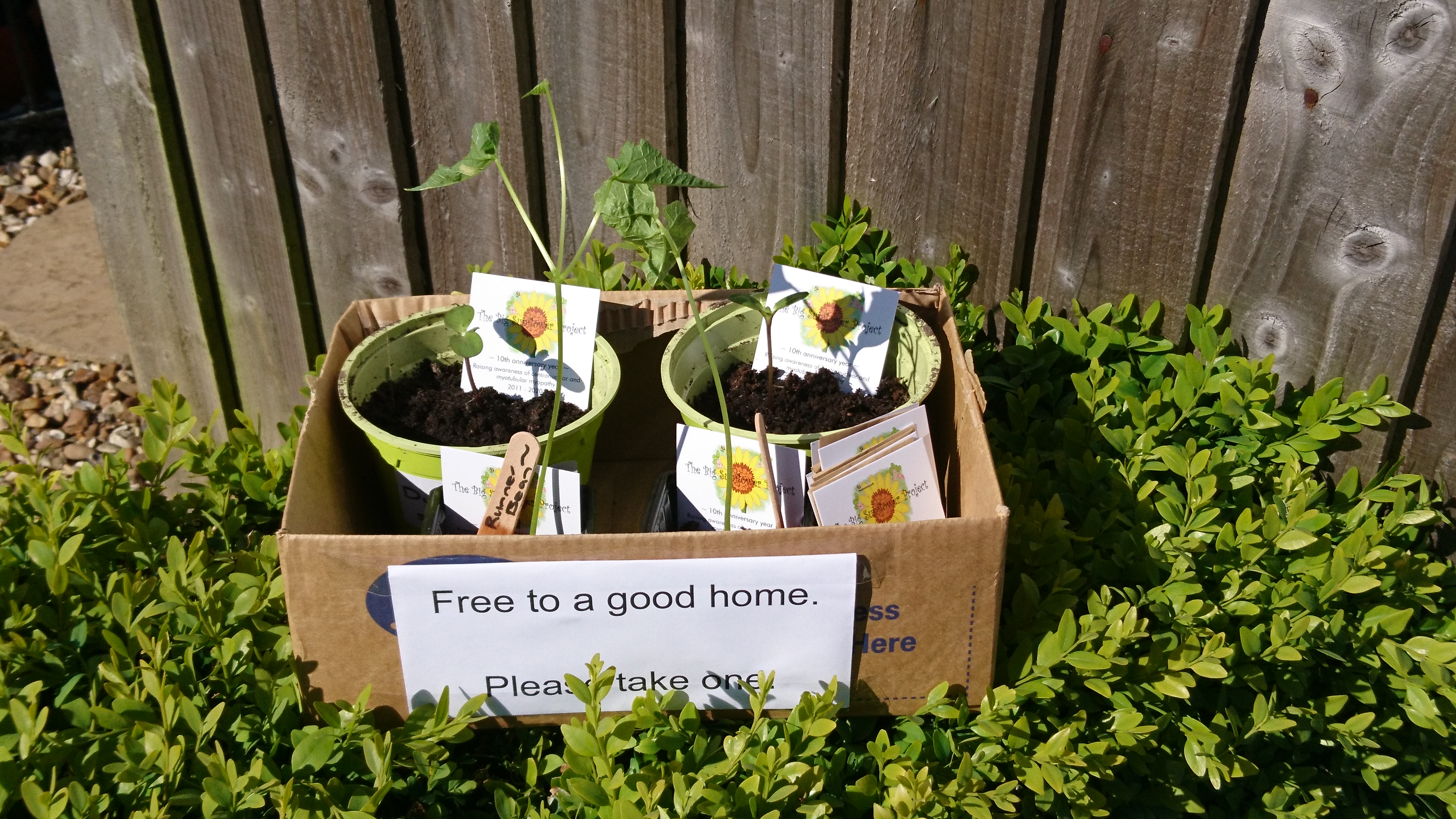 Box containing free plants.
